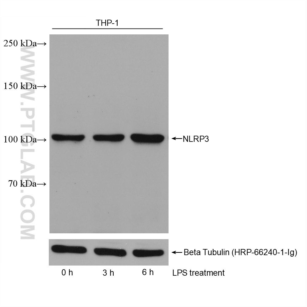Western Blot (WB) analysis of various lysates using NLRP3 Monoclonal antibody (68102-1-Ig)