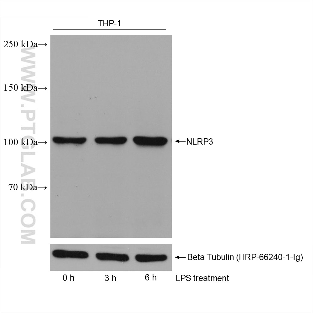 WB analysis using 68102-1-Ig