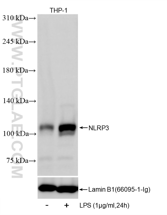 Western Blot (WB) analysis of THP-1 cells using NLRP3 Recombinant monoclonal antibody (82453-2-RR)