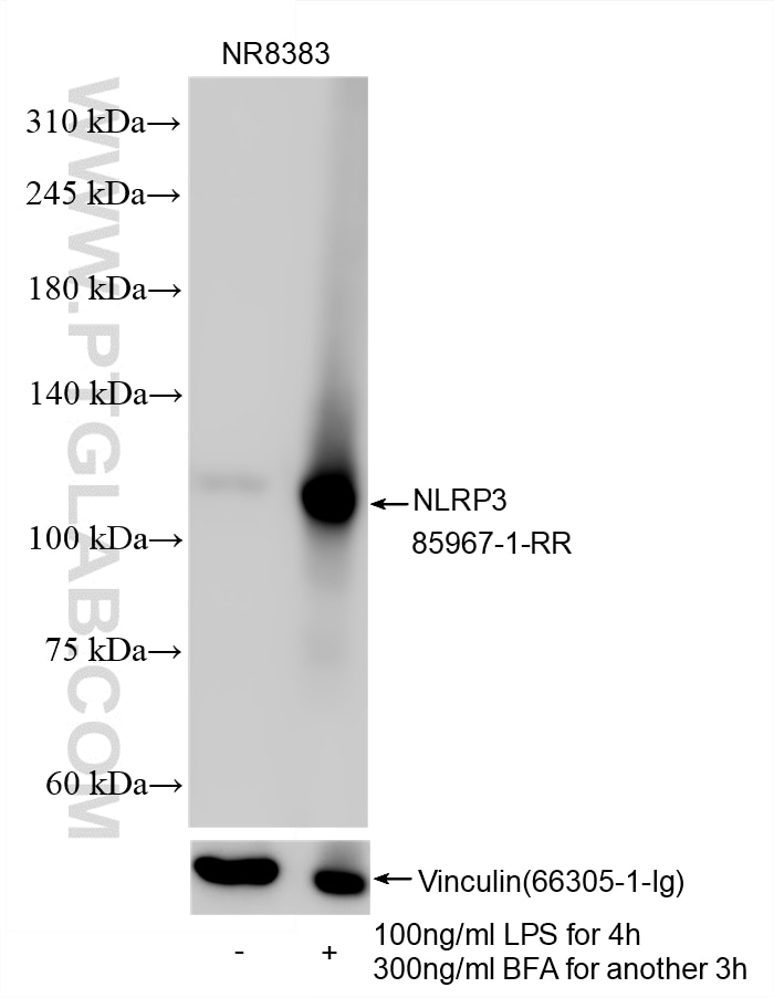 Western Blot (WB) analysis of various lysates using NLRP3 Recombinant monoclonal antibody (85967-1-RR)