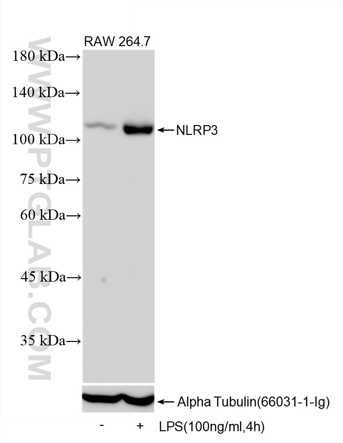 Western Blot (WB) analysis of various lysates using NLRP3 Recombinant monoclonal antibody (85967-1-RR)
