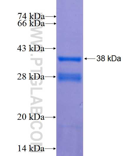 NLRP3 fusion protein Ag26272 SDS-PAGE