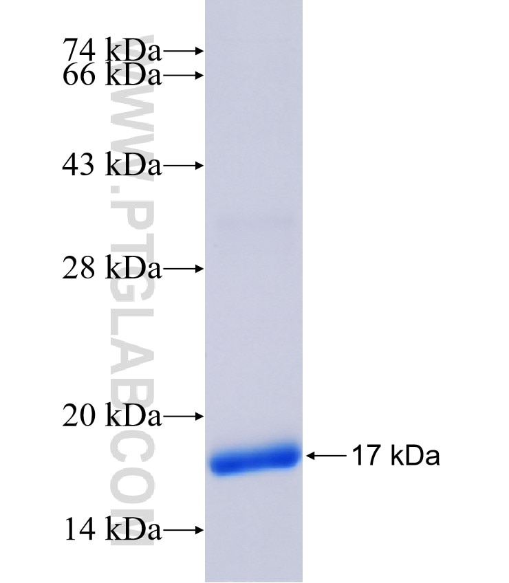 NLRP3 fusion protein Ag26289 SDS-PAGE