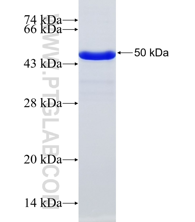 NLRP3 fusion protein Ag32515 SDS-PAGE