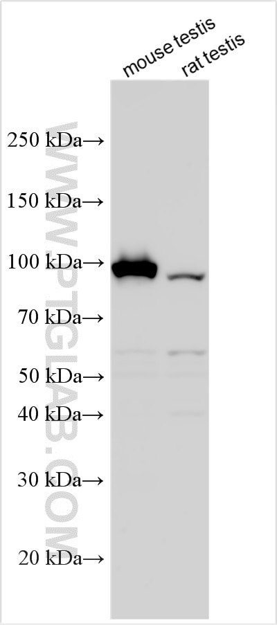 WB analysis using 32694-1-AP (same clone as 32694-1-PBS) Western Blot (WB) analysis of various lysates using NLRP4 Polyclonal antibody (32694-1-AP)