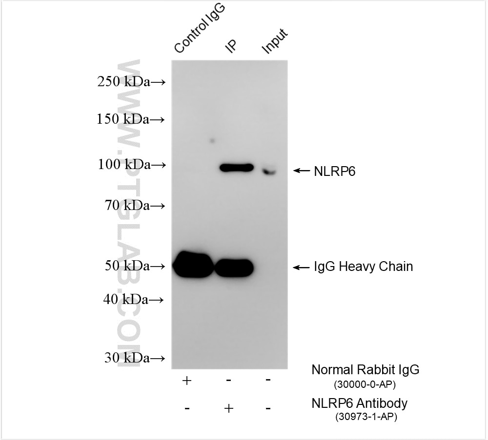 Immunoprecipitation (IP) experiment of mouse colon tissue using NLRP6 Polyclonal antibody (30973-1-AP)