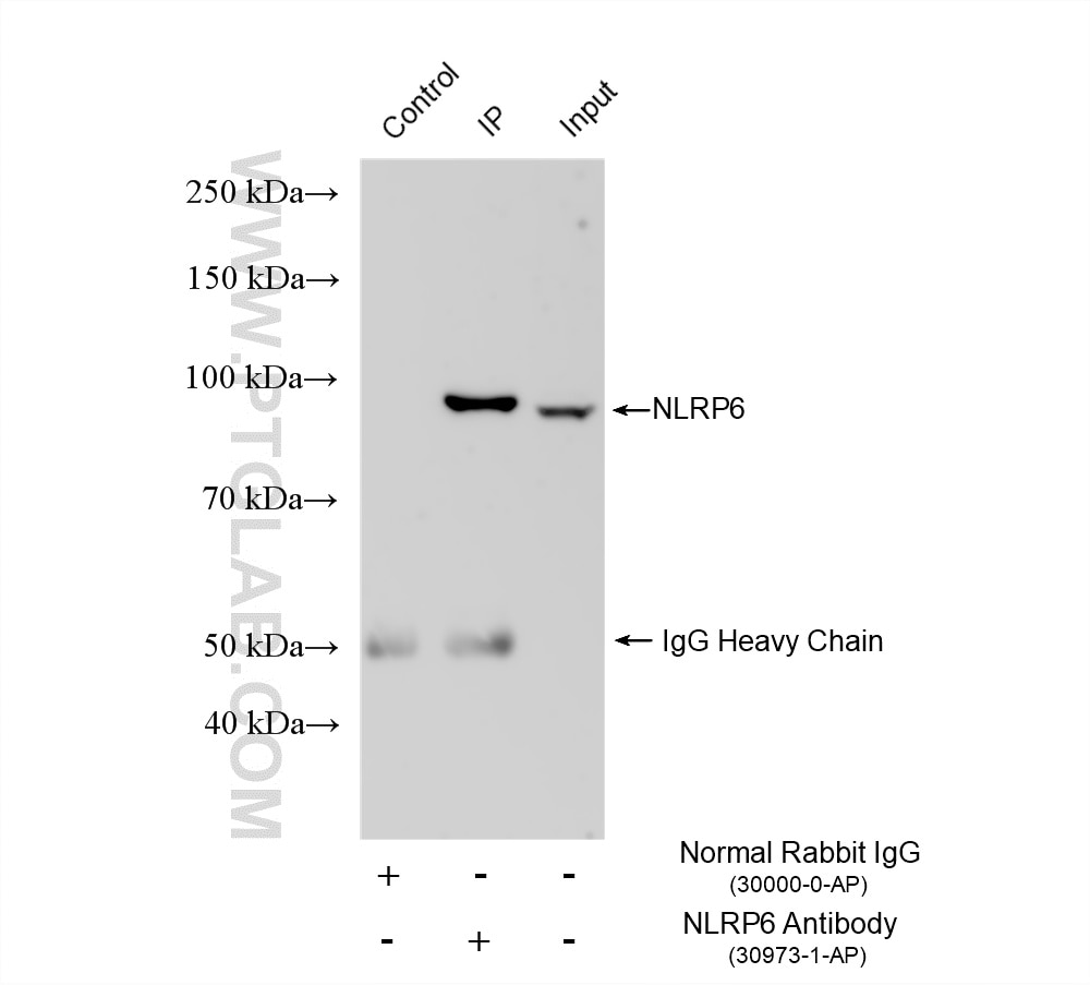 IP experiment of mouse colon using 30973-1-AP Immunoprecipitation (IP) experiment of mouse colon tissue using NLRP6 Polyclonal antibody (30973-1-AP)