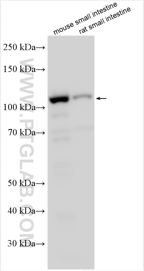 Western Blot (WB) analysis of various lysates using NLRP6 Polyclonal antibody (30973-1-AP)