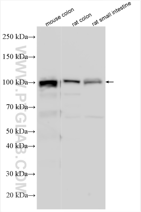WB analysis using 30973-1-AP Western Blot (WB) analysis of various lysates using NLRP6 Polyclonal antibody (30973-1-AP)
