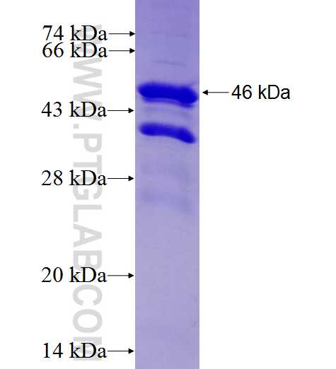 NLRP7 fusion protein Ag27465 SDS-PAGE