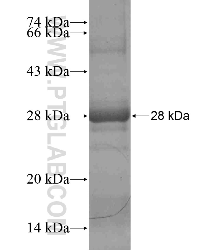 NLRP7 fusion protein Ag17981 SDS-PAGE