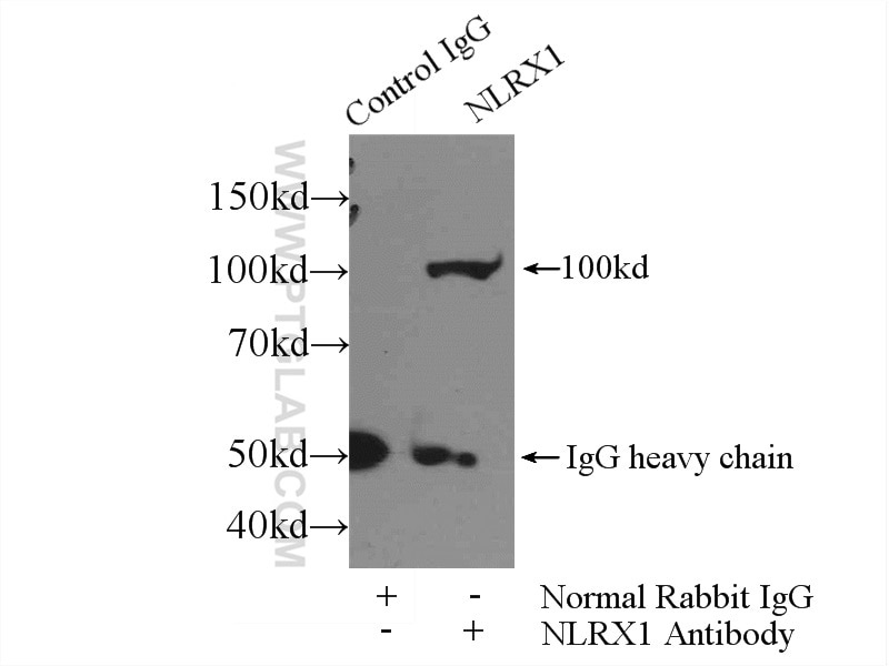 Immunoprecipitation (IP) experiment of mouse heart tissue using NLRX1 Polyclonal antibody (17215-1-AP)
