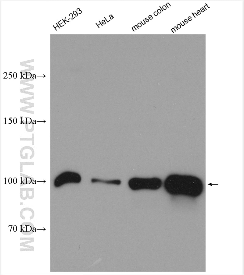 Western Blot (WB) analysis of various lysates using NLRX1 Polyclonal antibody (17215-1-AP)