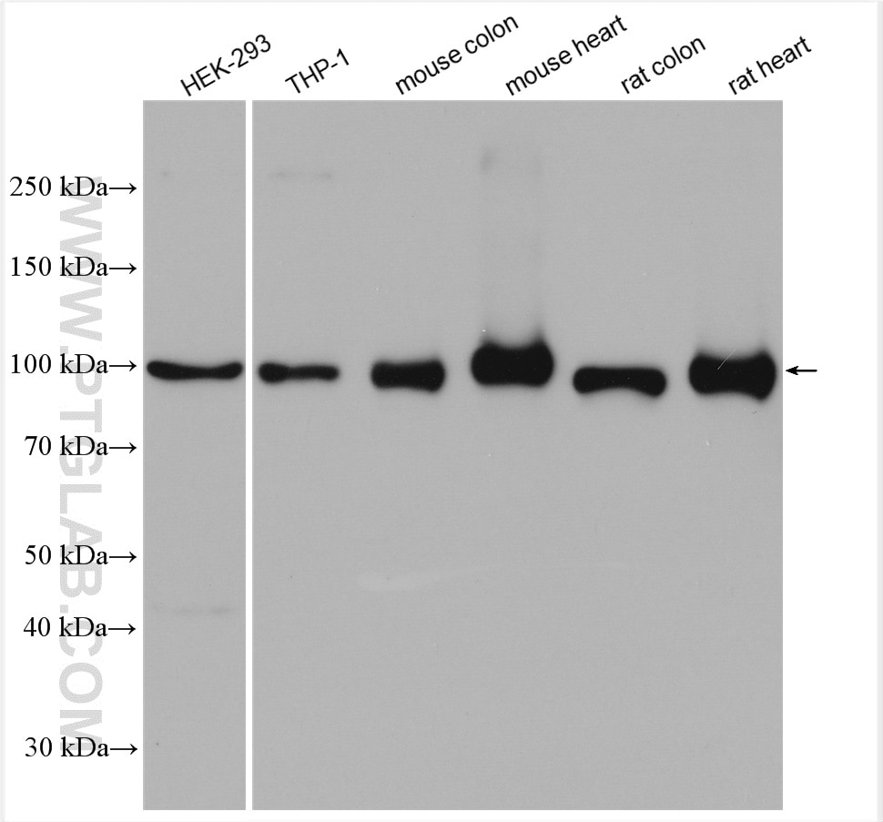 Western Blot (WB) analysis of various lysates using NLRX1 Polyclonal antibody (17215-1-AP)