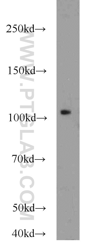 Western Blot (WB) analysis of HepG2 cells using NLRX1 Polyclonal antibody (17215-1-AP)