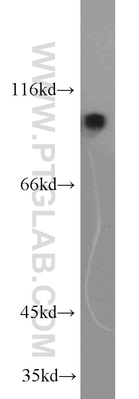 Western Blot (WB) analysis of mouse skeletal muscle tissue using NLRX1 Polyclonal antibody (17215-1-AP)