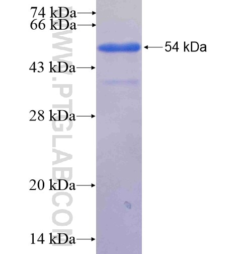 NLRX1 fusion protein Ag10760 SDS-PAGE