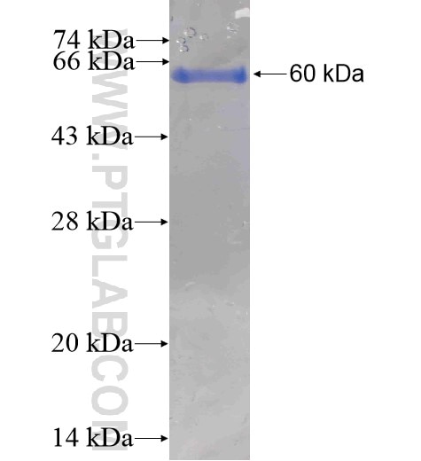 NLRX1 fusion protein Ag11000 SDS-PAGE