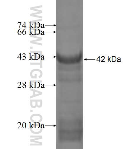 NMB fusion protein Ag0842 SDS-PAGE