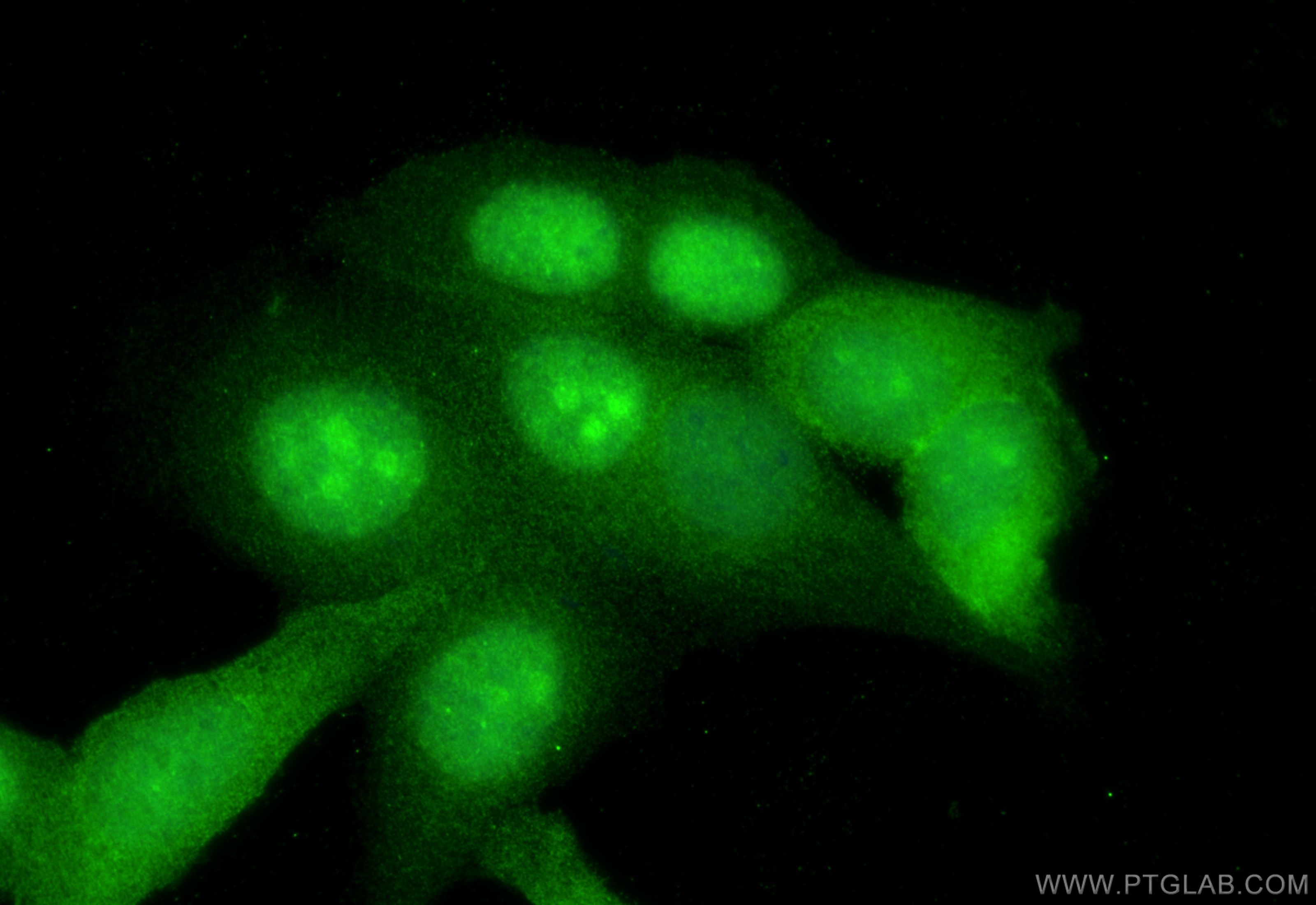 Immunofluorescence (IF) / fluorescent staining of HepG2 cells using NMD3 Polyclonal antibody (16060-1-AP)