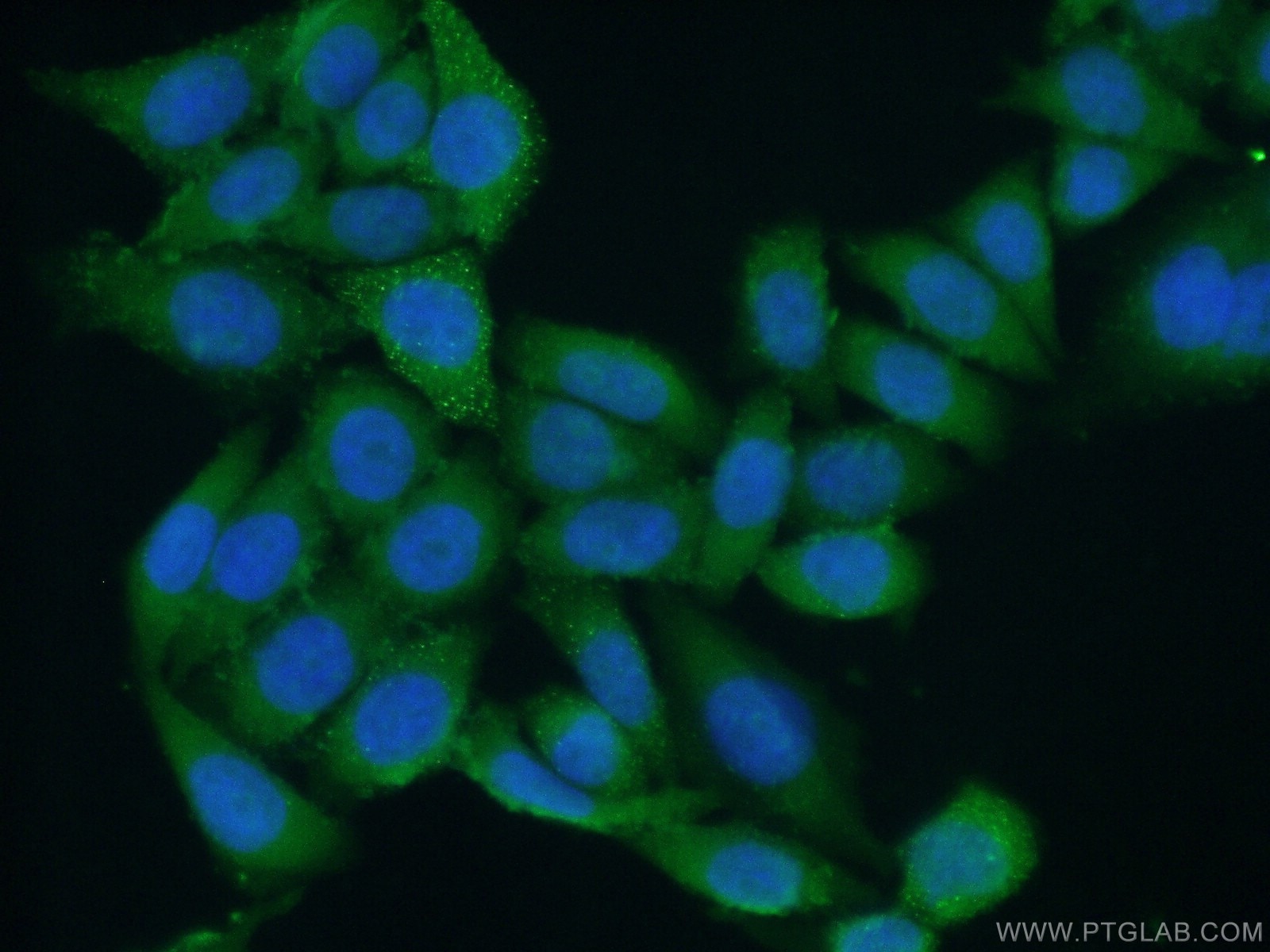 Immunofluorescence (IF) / fluorescent staining of HeLa cells using NMD3 Polyclonal antibody (16060-1-AP)