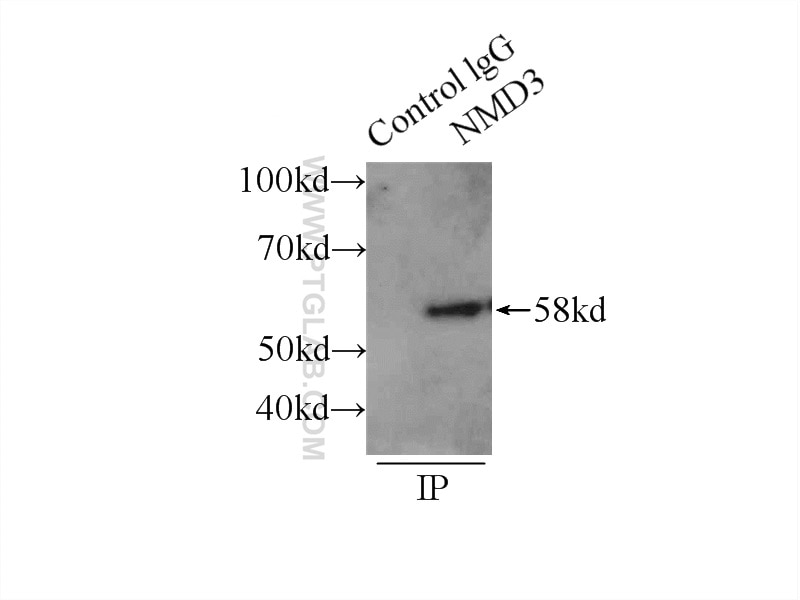 Immunoprecipitation (IP) experiment of HepG2 cells using NMD3 Polyclonal antibody (16060-1-AP)