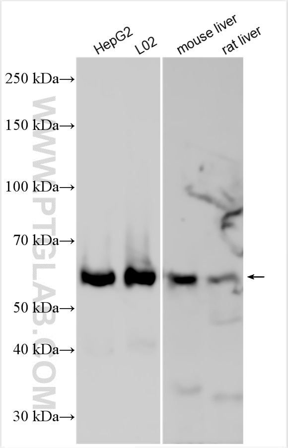 Western Blot (WB) analysis of various lysates using NMD3 Polyclonal antibody (16060-1-AP)