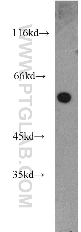 NMD3 Polyclonal antibody