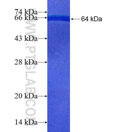 NMD3 fusion protein Ag8894 SDS-PAGE