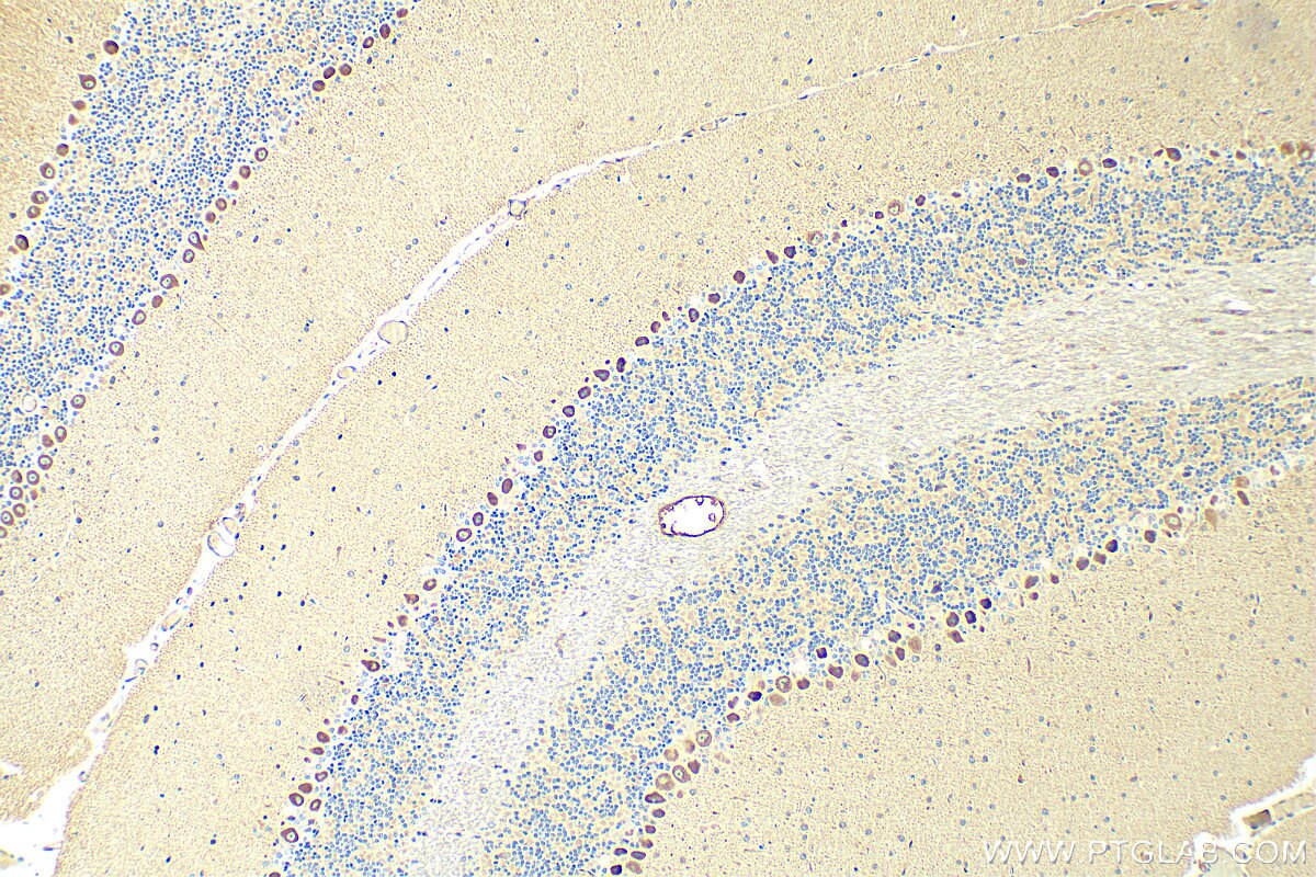 Immunohistochemistry (IHC) staining of mouse cerebellum tissue using NMDAR1/GRIN1 Polyclonal antibody (27232-1-AP)