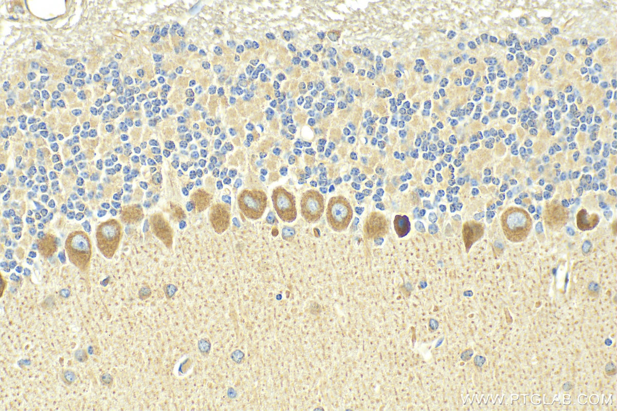 Immunohistochemistry (IHC) staining of mouse cerebellum tissue using NMDAR1 Polyclonal antibody (27232-1-AP)