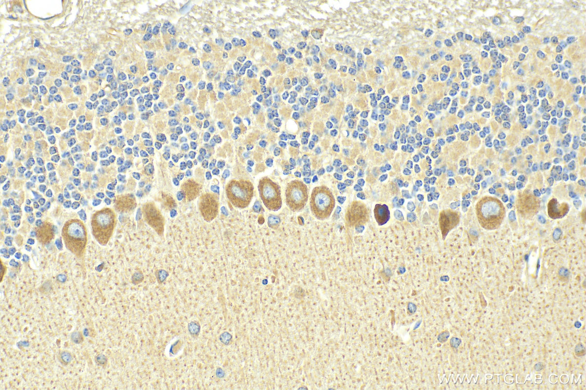 Immunohistochemistry (IHC) staining of mouse cerebellum tissue using NMDAR1/GRIN1 Polyclonal antibody (27232-1-AP)