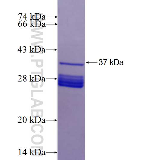 NMDAR1 fusion protein Ag26093 SDS-PAGE