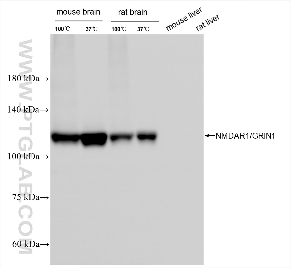 Western Blot (WB) analysis of various lysates using NMDAR1/GRIN1 Recombinant monoclonal antibody (85973-3-RR)