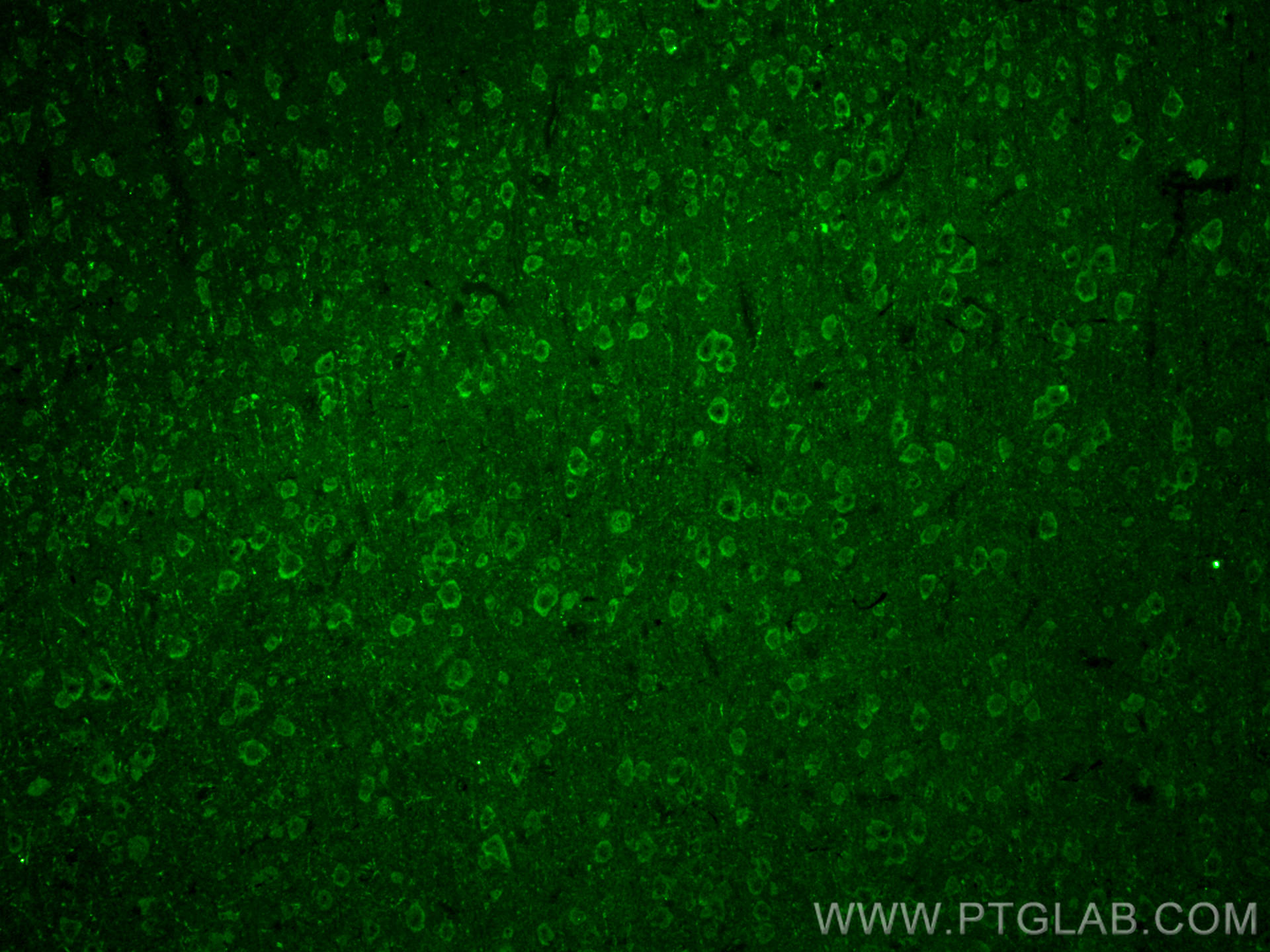Immunofluorescence (IF) / fluorescent staining of mouse brain tissue using CoraLite® Plus 488-conjugated NMDAR1/GRIN1 Monoclo (CL488-67717)
