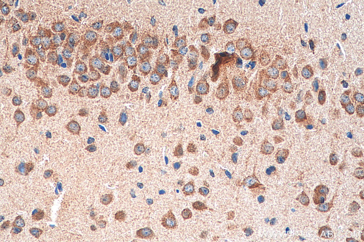 Immunohistochemistry (IHC) staining of mouse brain tissue using NMDAR2A/GRIN2A Polyclonal antibody (28571-1-AP)