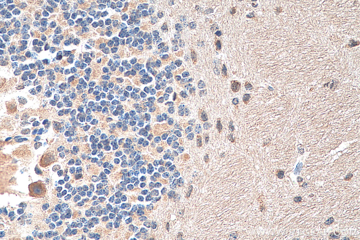 Immunohistochemistry (IHC) staining of mouse cerebellum tissue using NMDAR2A/GRIN2A Polyclonal antibody (28571-1-AP)