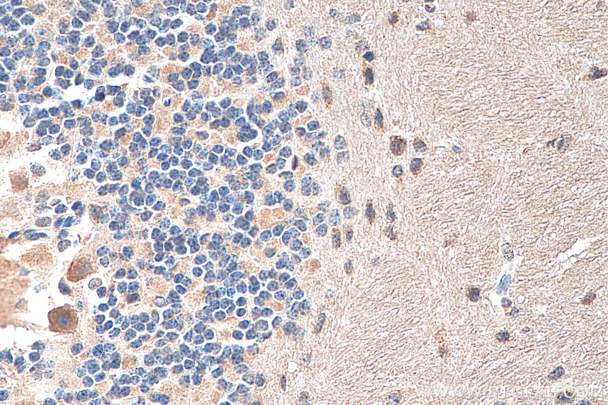 IHC staining of mouse cerebellum using 28571-1-AP