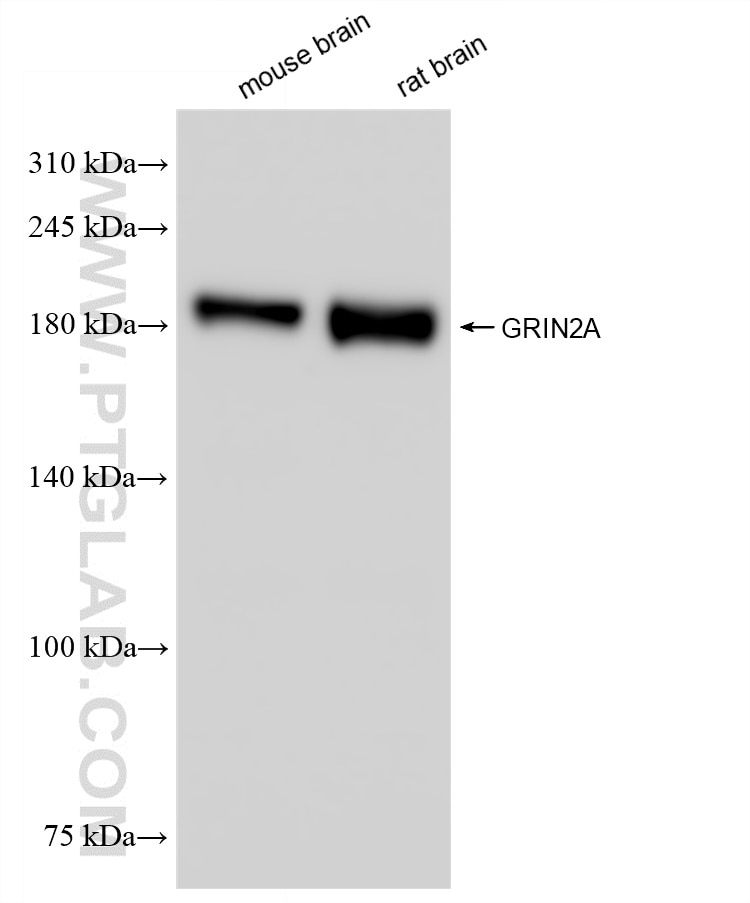 Western Blot (WB) analysis of various lysates using NMDAR2A/GRIN2A Recombinant antibody (83465-2-RR)