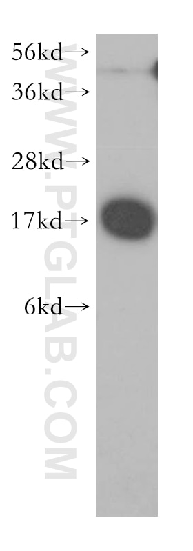 Western Blot (WB) analysis of A549 cells using NME1 Polyclonal antibody (11086-2-AP)