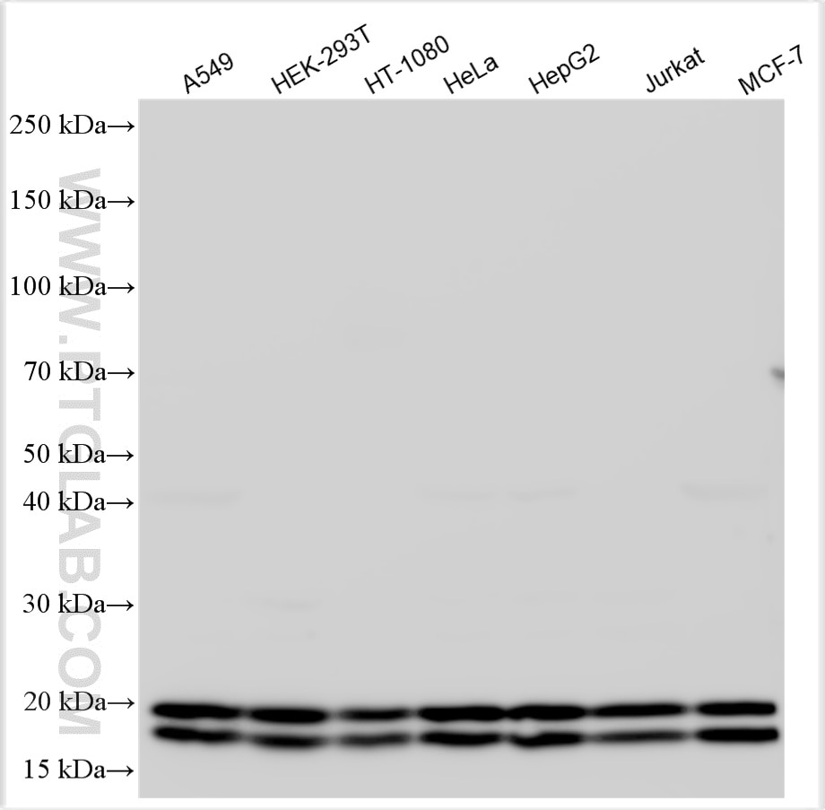 Western Blot (WB) analysis of various lysates using NME1+NME2 Polyclonal antibody (33046-1-AP)