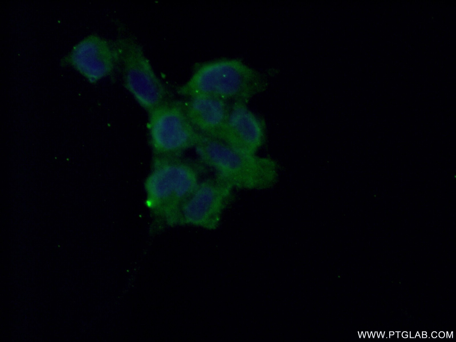 Immunofluorescence (IF) / fluorescent staining of HEK-293 cells using NME2 Polyclonal antibody (20493-1-AP)