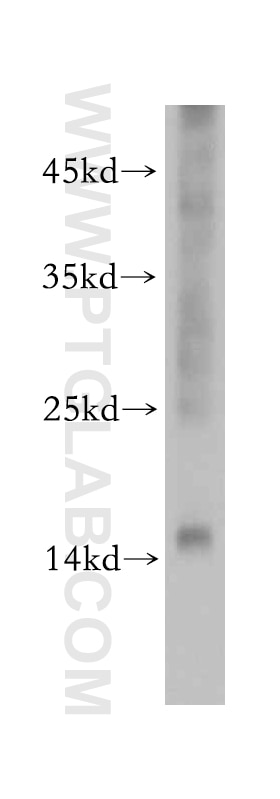 Western Blot (WB) analysis of mouse liver tissue using NME2 Polyclonal antibody (20493-1-AP)