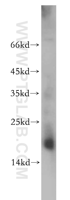 Western Blot (WB) analysis of mouse kidney tissue using NME2 Polyclonal antibody (20493-1-AP)