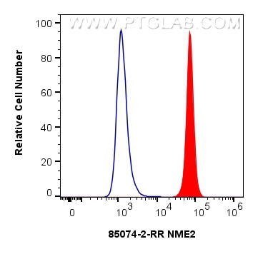 Flow cytometry (FC) experiment of HEK-293T cells using NME2 Recombinant antibody (85074-2-RR)