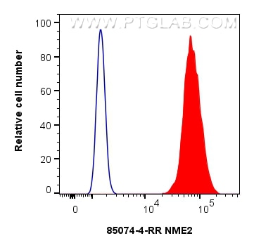 Flow cytometry (FC) experiment of HEK-293T cells using NME2 Recombinant antibody (85074-4-RR)