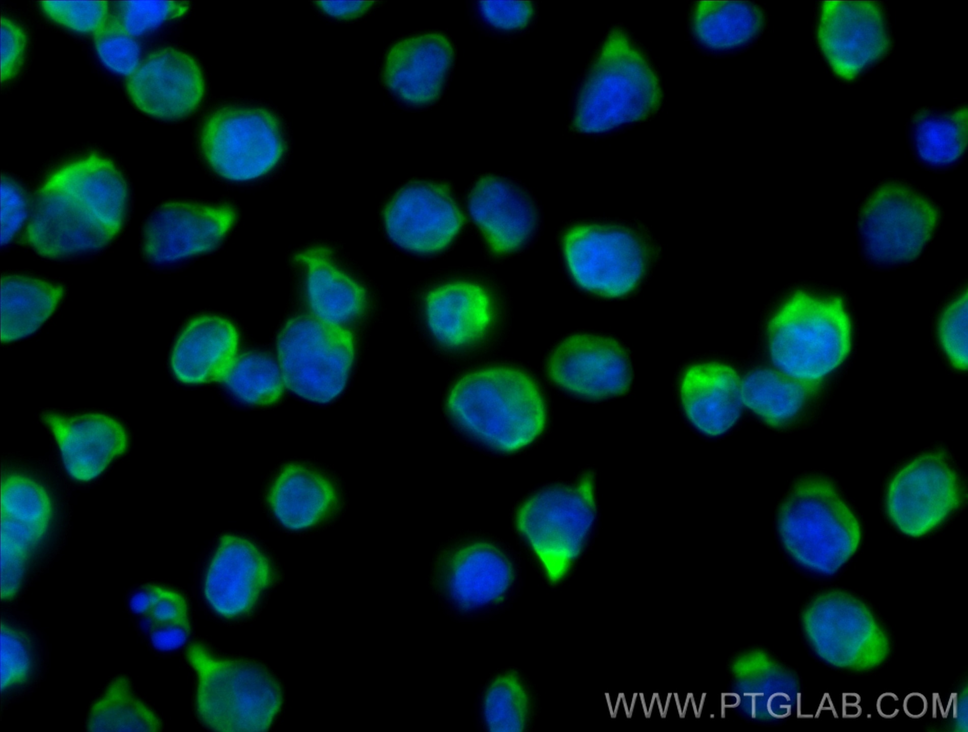 Immunofluorescence (IF) / fluorescent staining of Jurkat cells using CoraLite® Plus 488-conjugated NME2 Recombinant mon (CL488-85074-4)