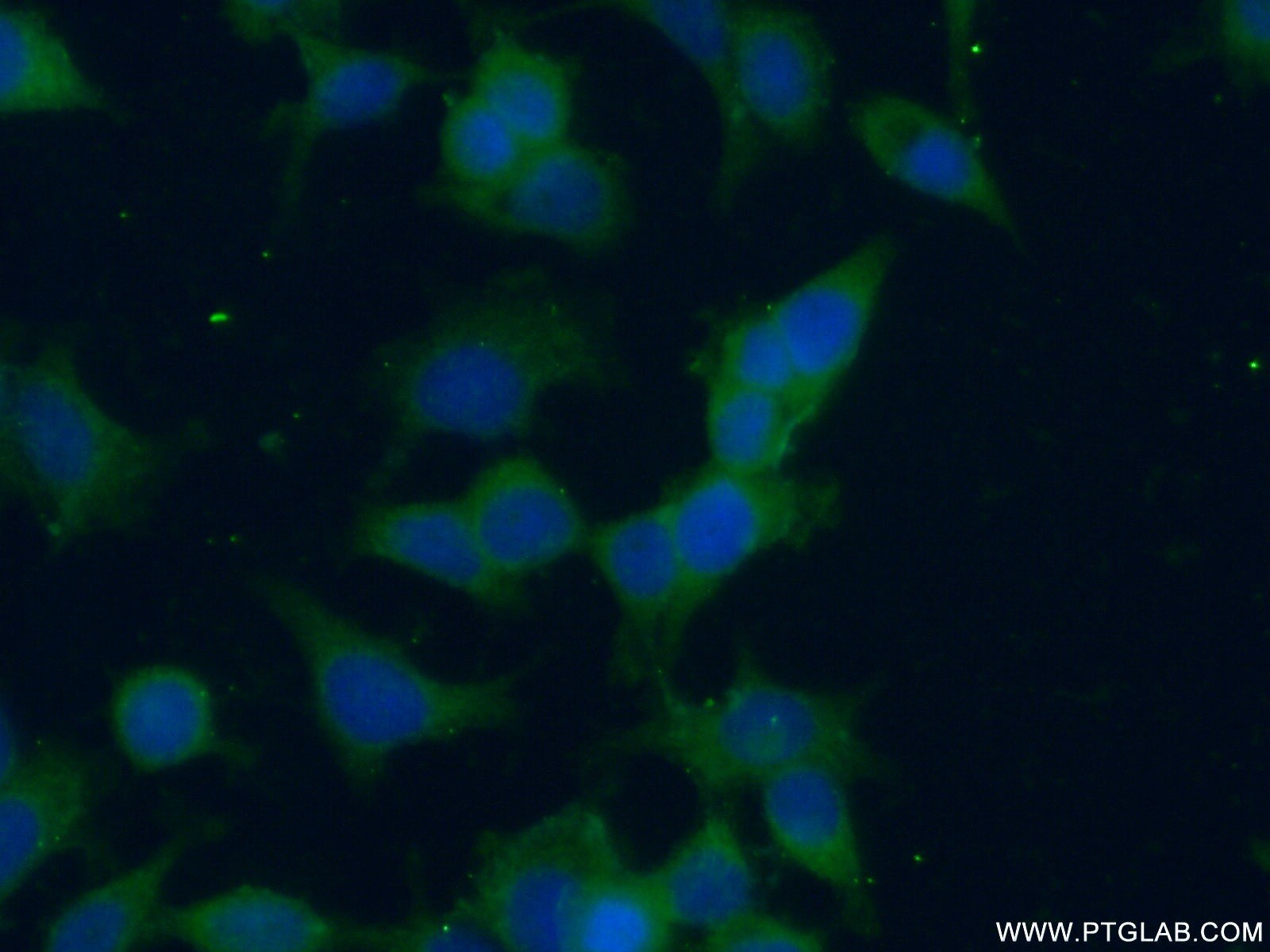 Immunofluorescence (IF) / fluorescent staining of MCF-7 cells using NME3 Polyclonal antibody (15136-1-AP)