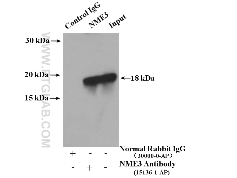 Immunoprecipitation (IP) experiment of HEK-293 cells using NME3 Polyclonal antibody (15136-1-AP)