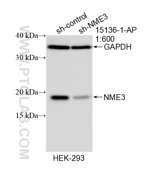 Western Blot (WB) analysis of HEK-293 cells using NME3 Polyclonal antibody (15136-1-AP)